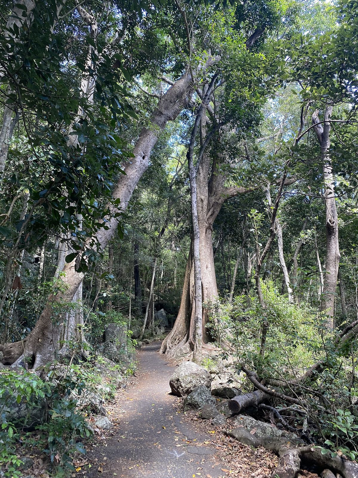A lone hiker walking a narrow rainforest trail beneath dense jungle canopy
