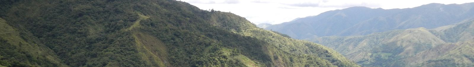 A solo traveler standing at a rainforest viewpoint looking out over the canopy