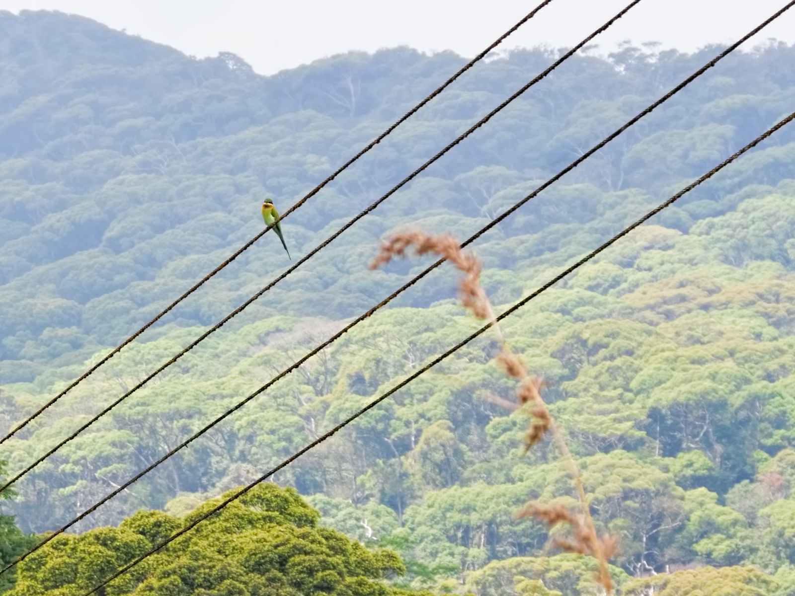 Sri Lanka Rainforest & Hill Country Guide