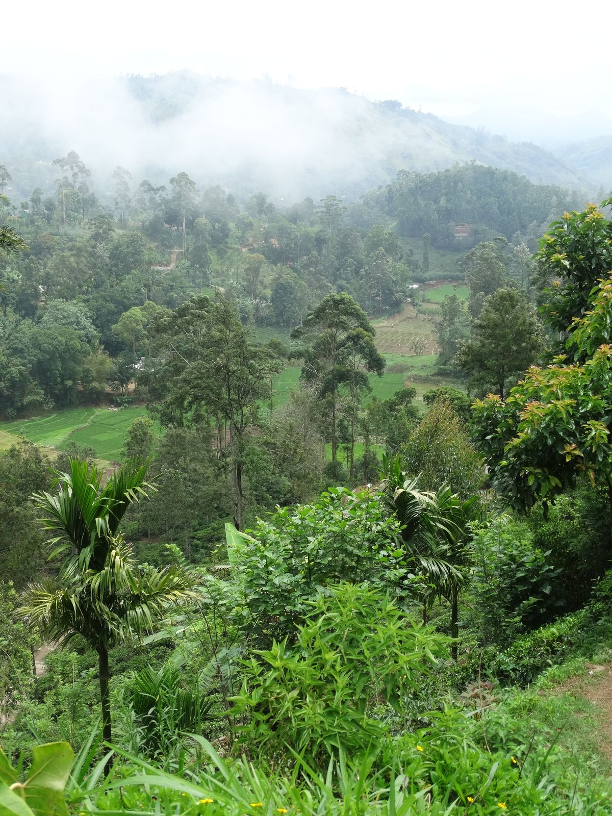 Rows of tea bushes climbing a misty hillside in the hill country near Ella, Sri Lanka