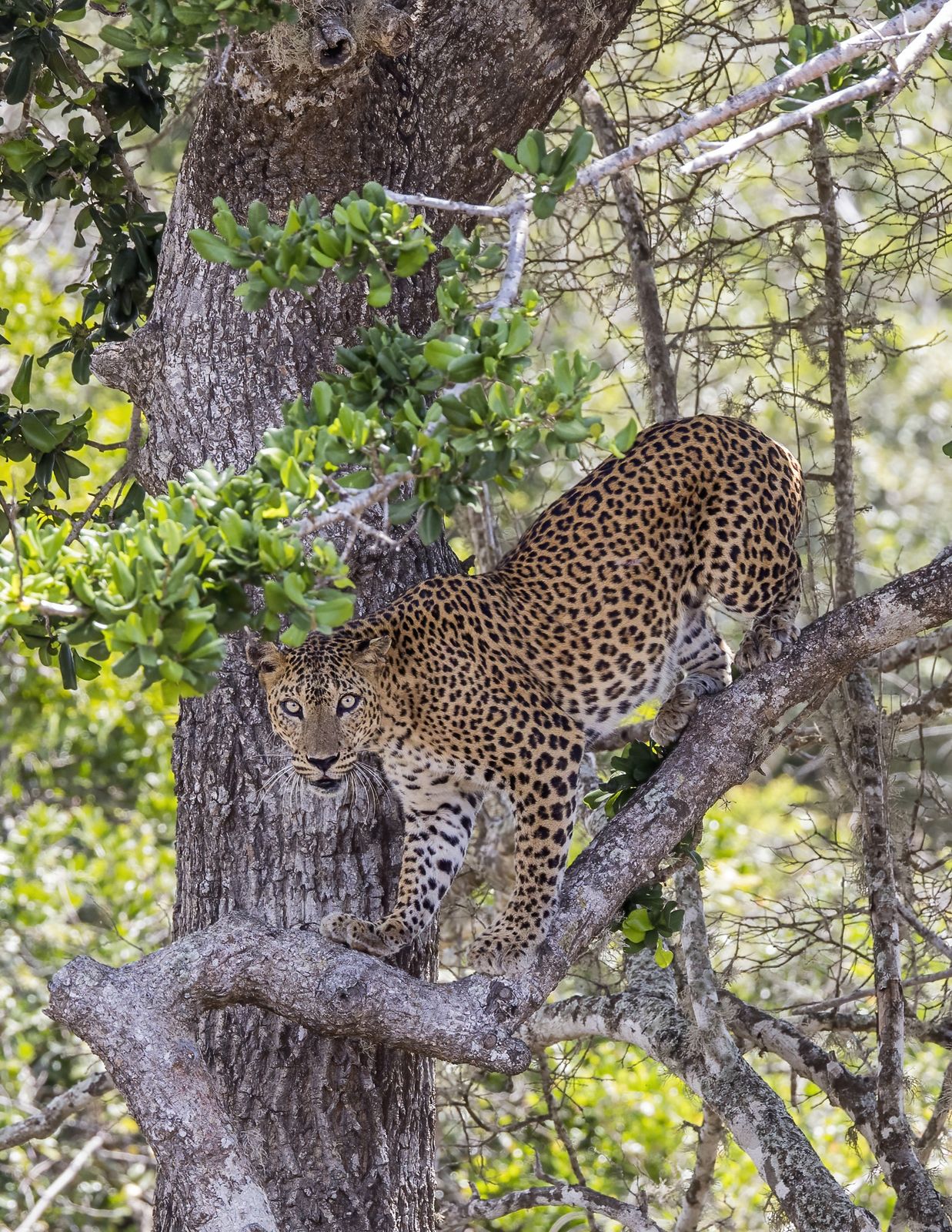 A Sri Lankan leopard resting in dry monsoon forest at Yala National Park