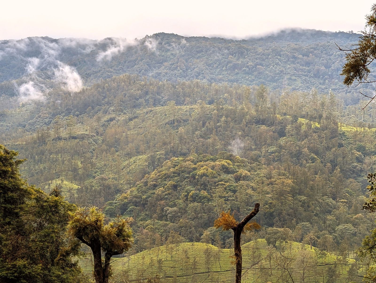 Rows of young trees planted for rainforest reforestation and regrowth