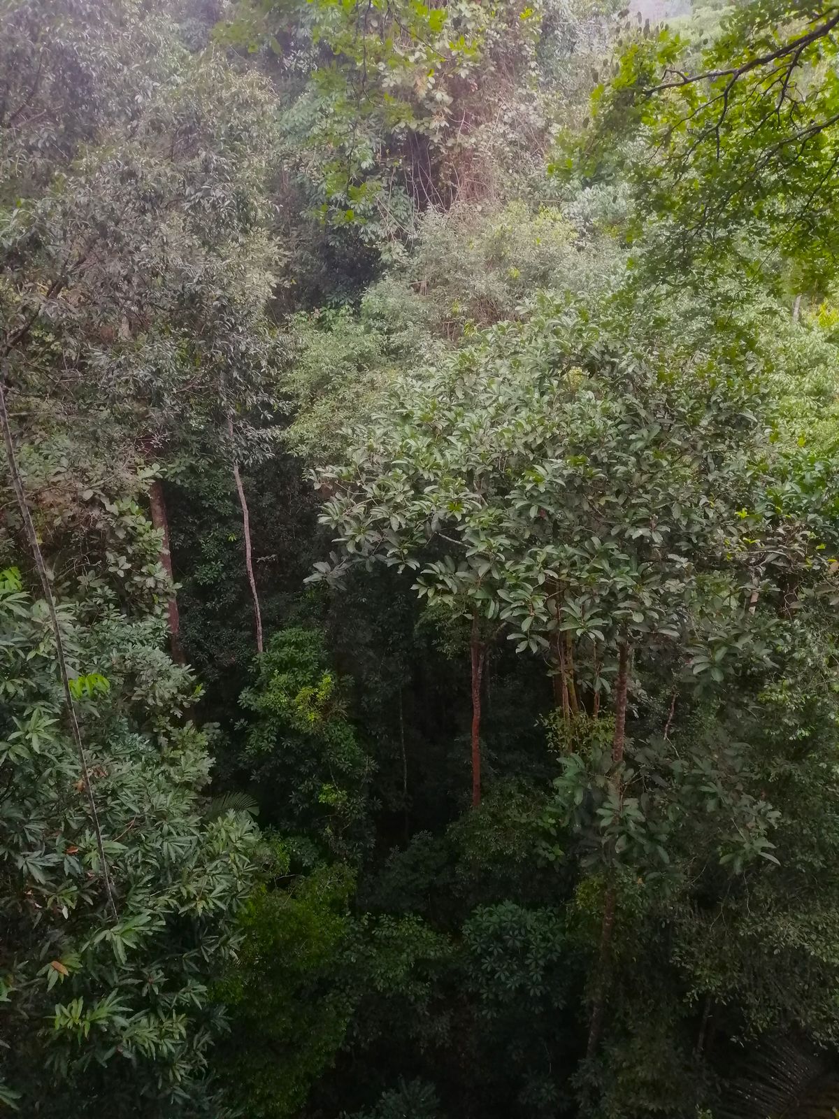 Dense, undisturbed rainforest canopy in a protected reserve