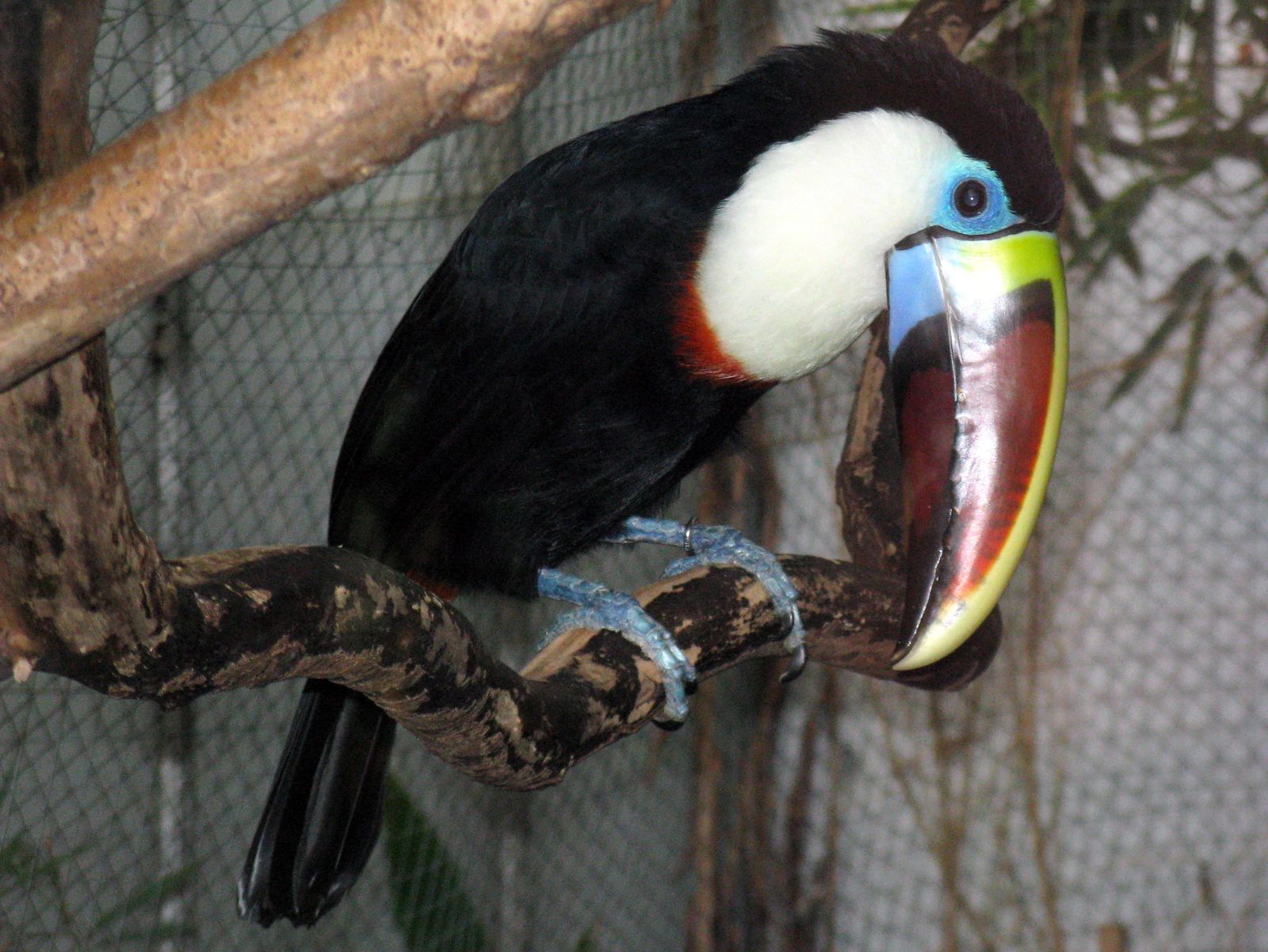 Toucans & the Tropical Birds You'll See