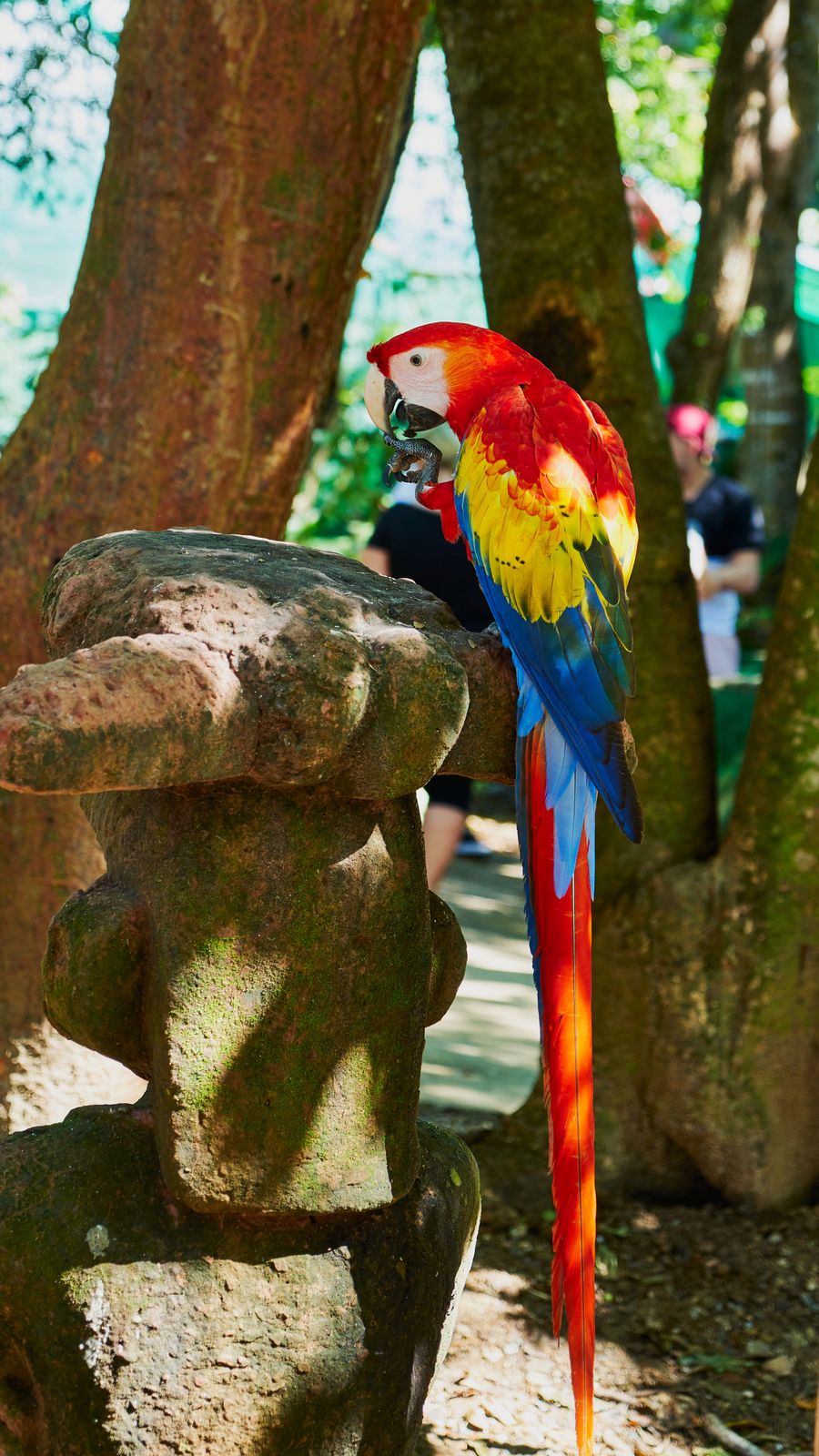 A scarlet macaw perched in a tropical tree, its red, yellow and blue plumage bright against green foliage