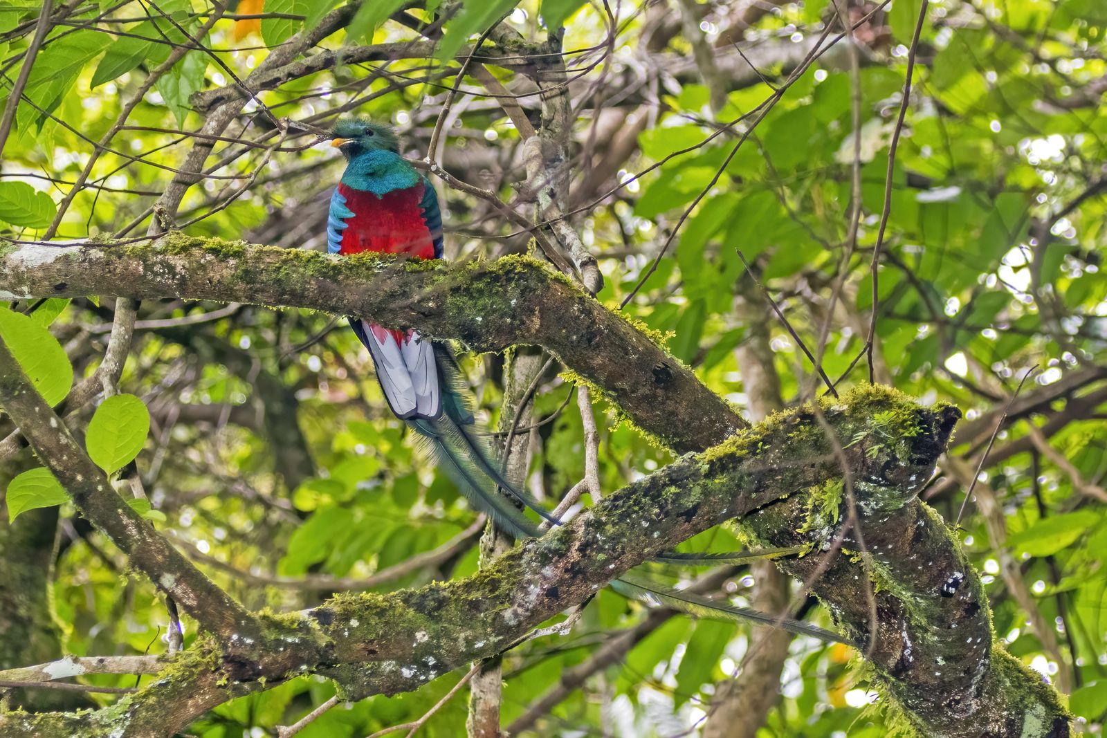A resplendent quetzal with iridescent green plumage and long tail streamers perched in a misty cloud forest