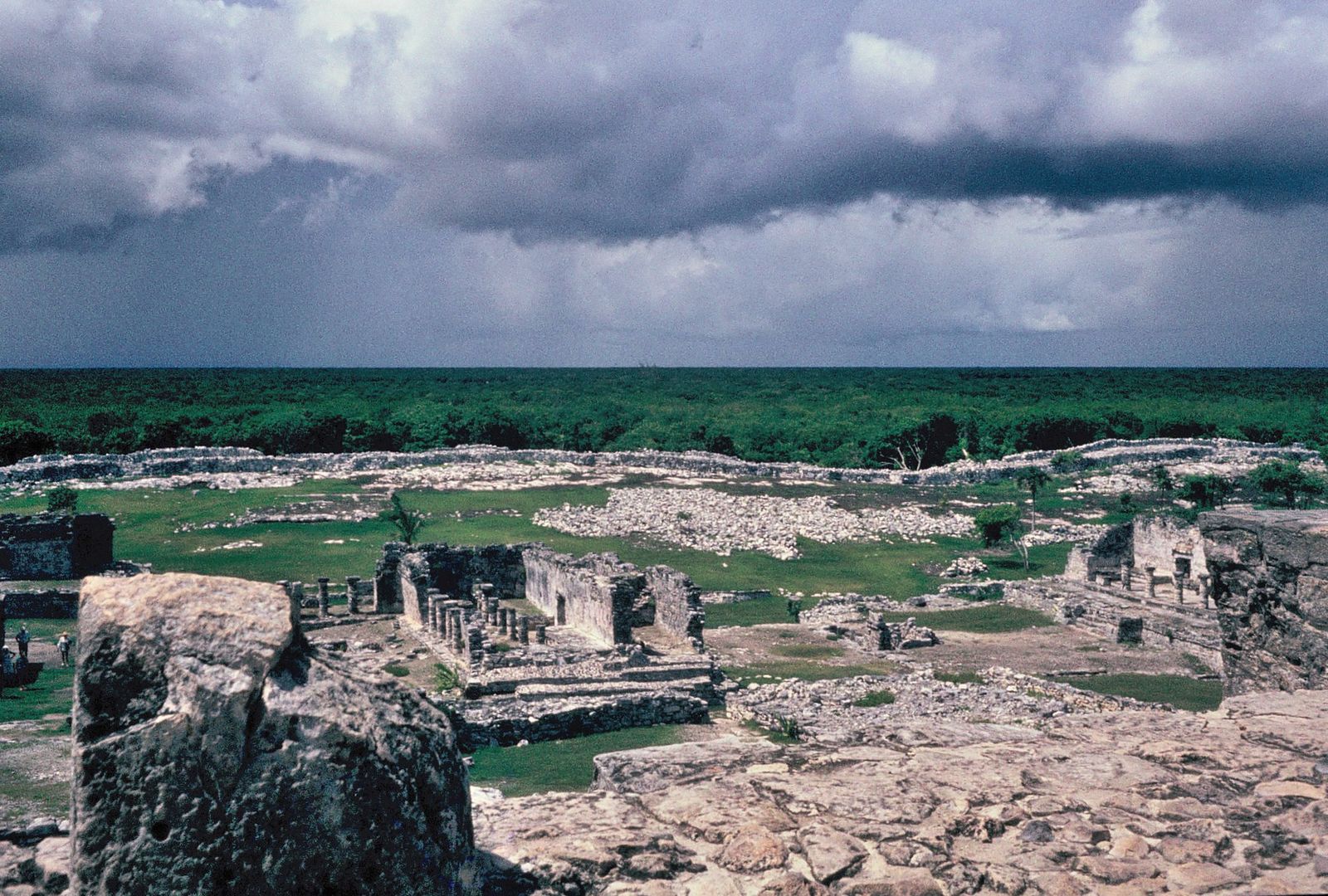 Dense green jungle canopy in the Tulum area of the Yucatán Peninsula, Mexico
