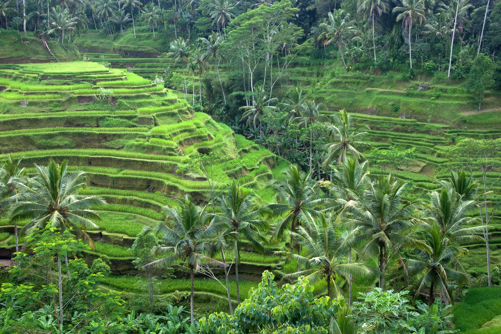 Ubud Jungle Guide