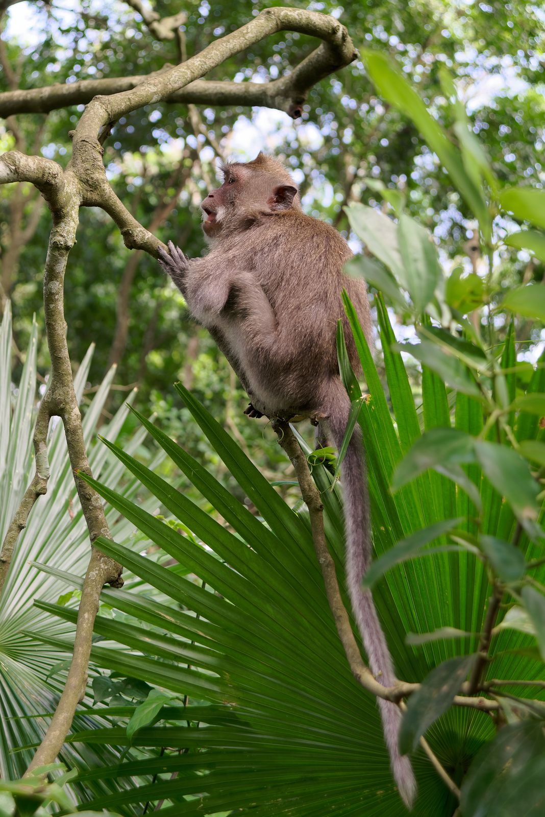 Long-tailed macaques among the banyan trees and stone shrines of the Sacred Monkey Forest Sanctuary in Ubud, Bali