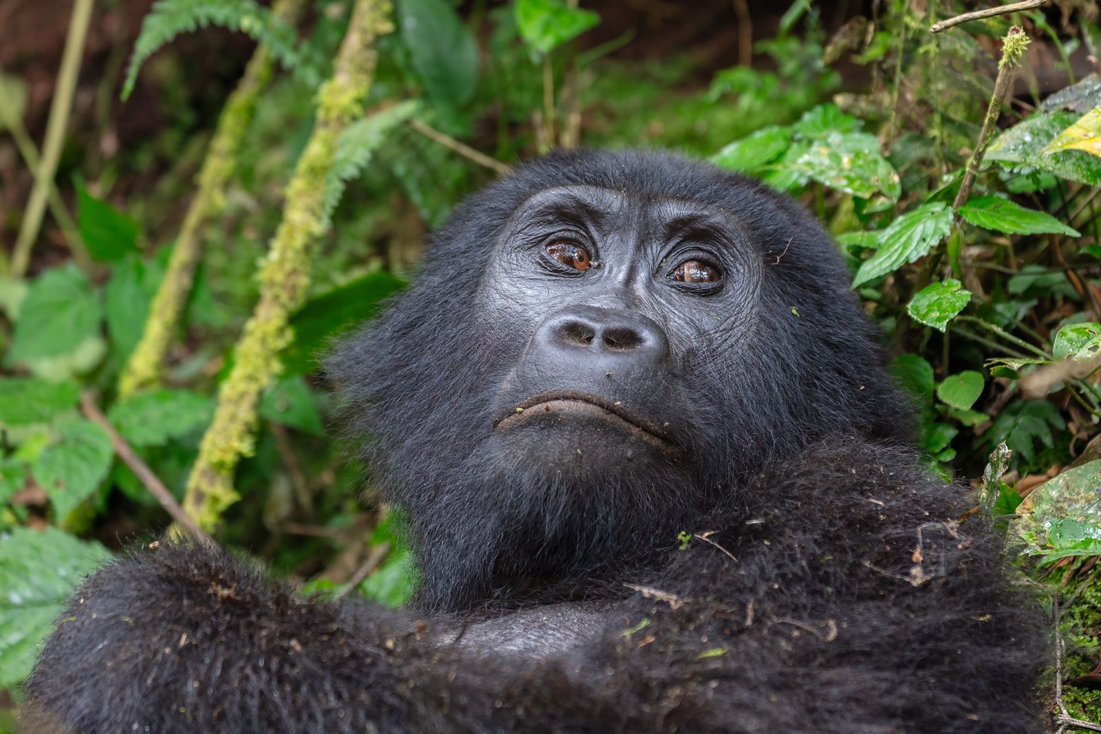 Uganda & Rwanda Rainforest Guide
