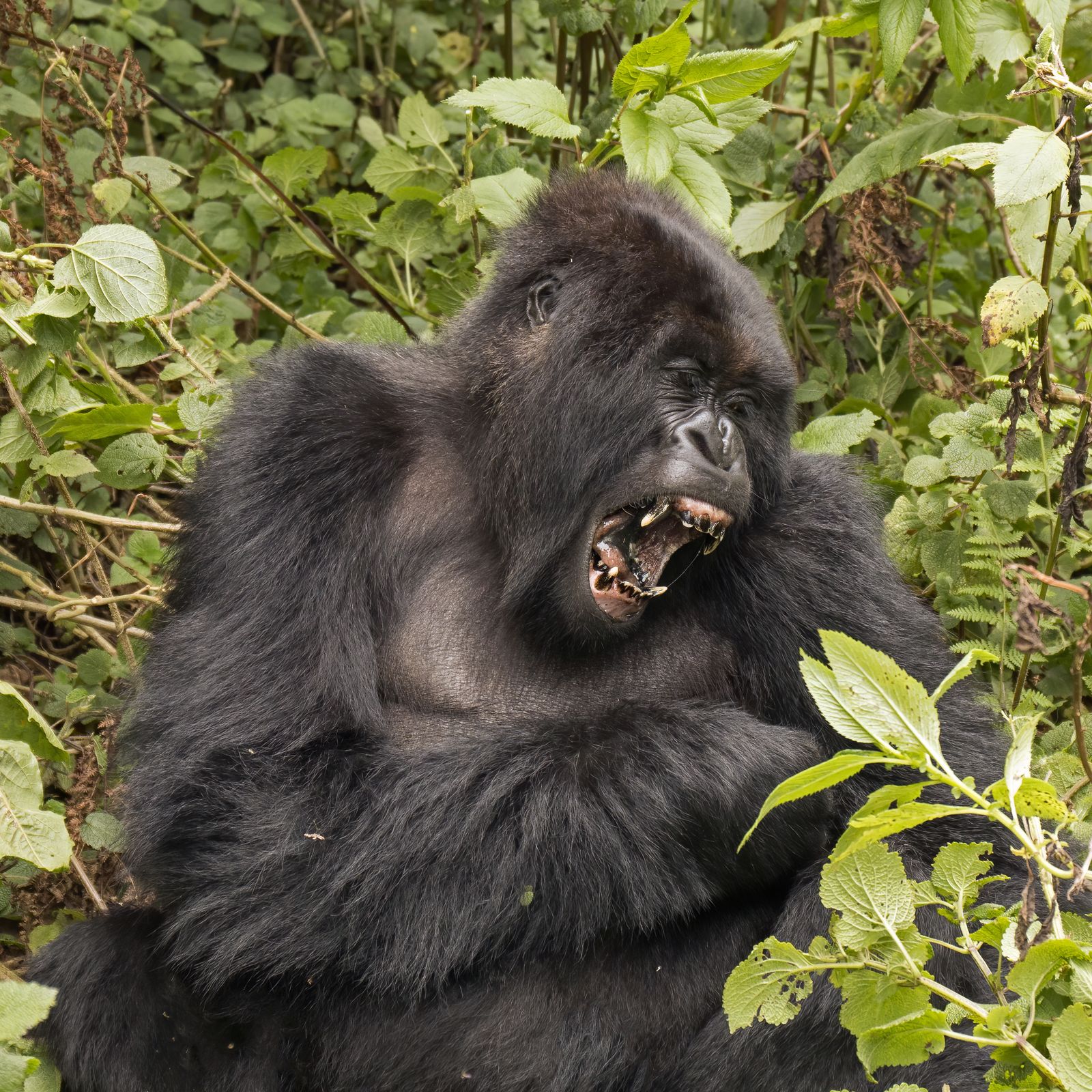 A mountain gorilla in the misted forest of Rwanda's Volcanoes National Park