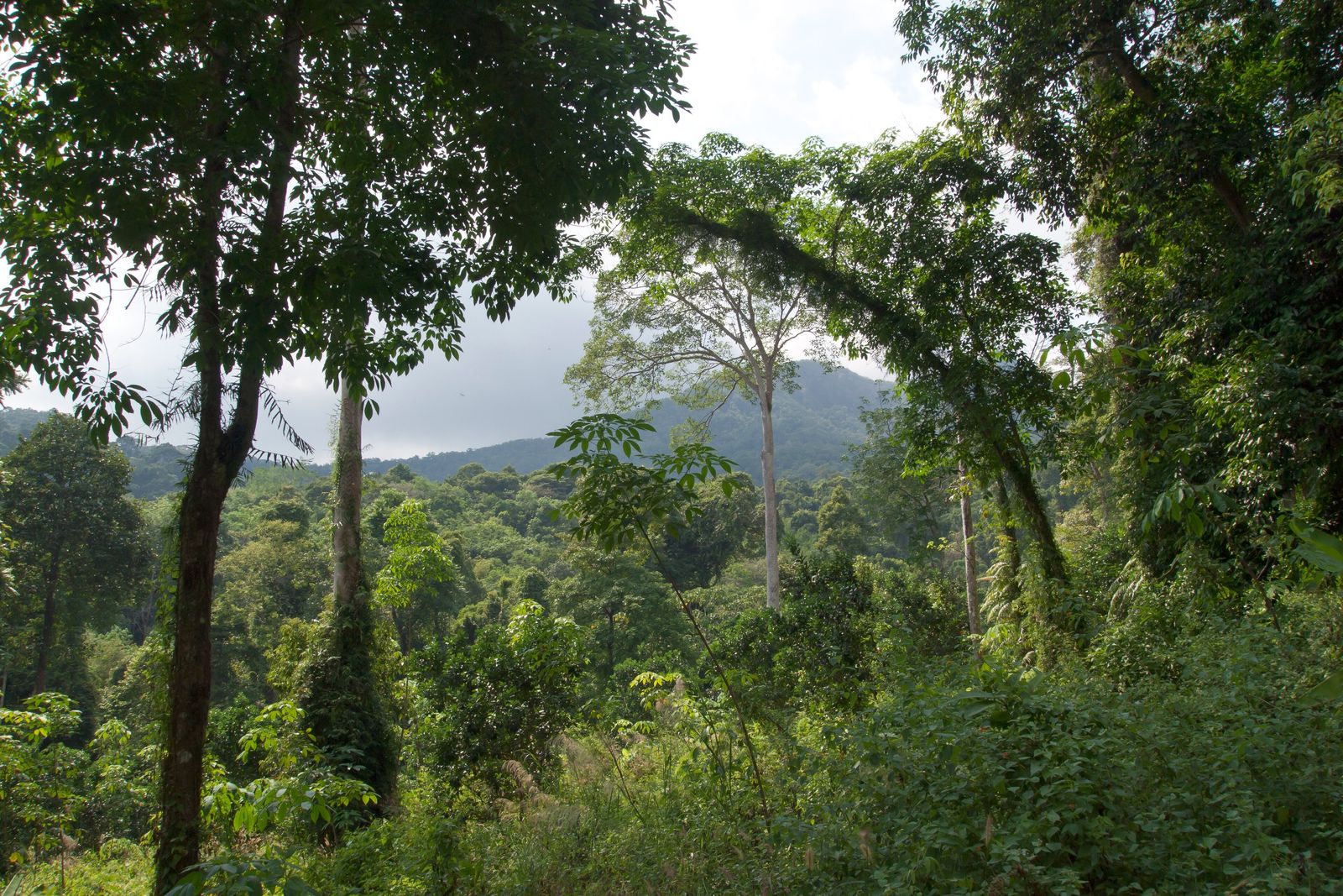 Dense rainforest canopy in the Virunga volcanic range on the Uganda-Rwanda border