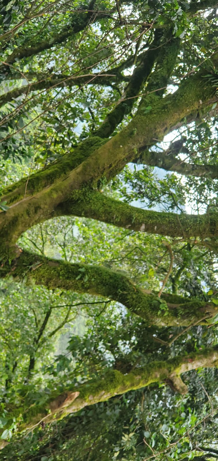 Rainforest canopy and vegetation in one of Uganda's protected forest parks