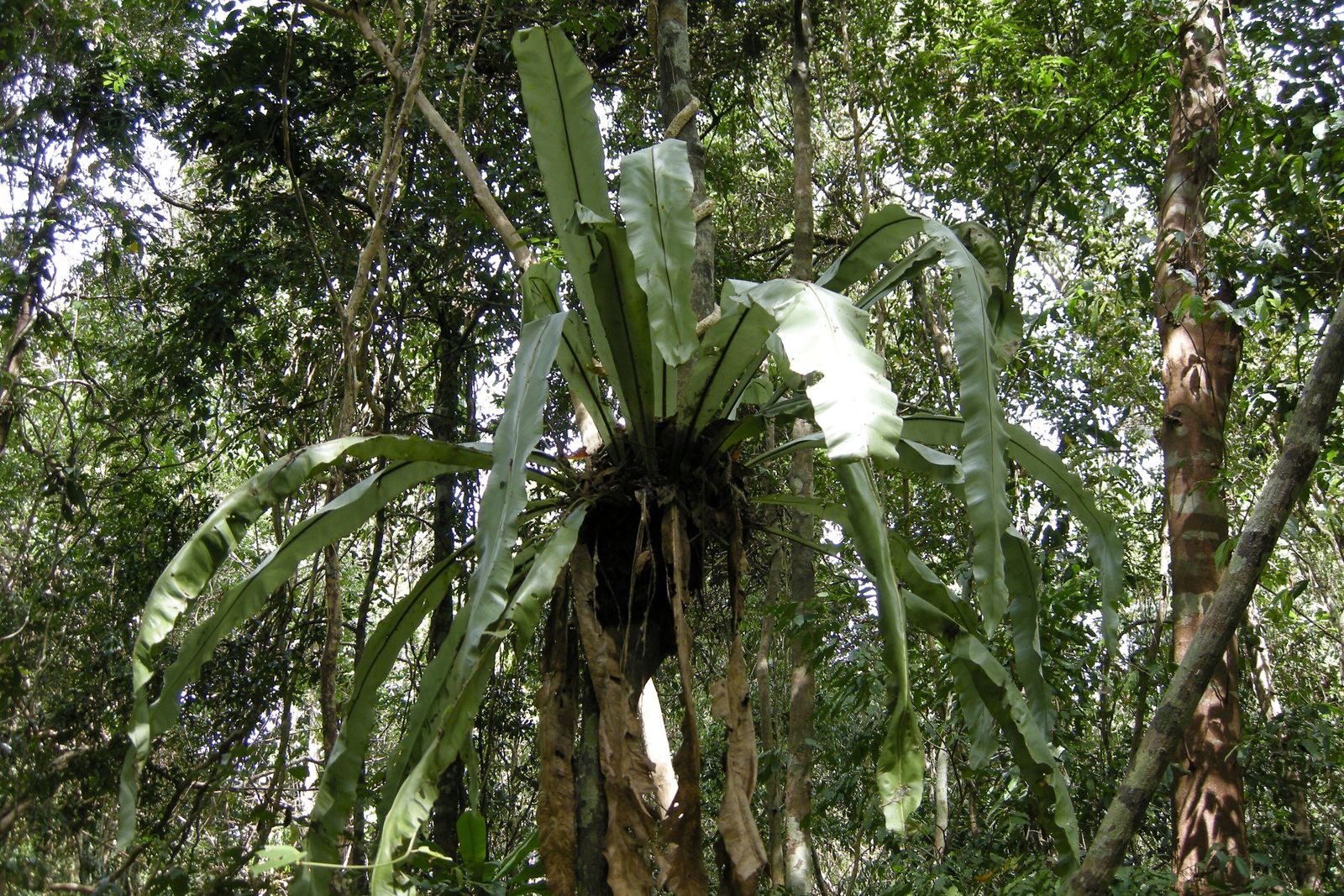 Dense lowland rainforest canopy and undergrowth at Cat Tien National Park in southern Vietnam, home to rare primate species
