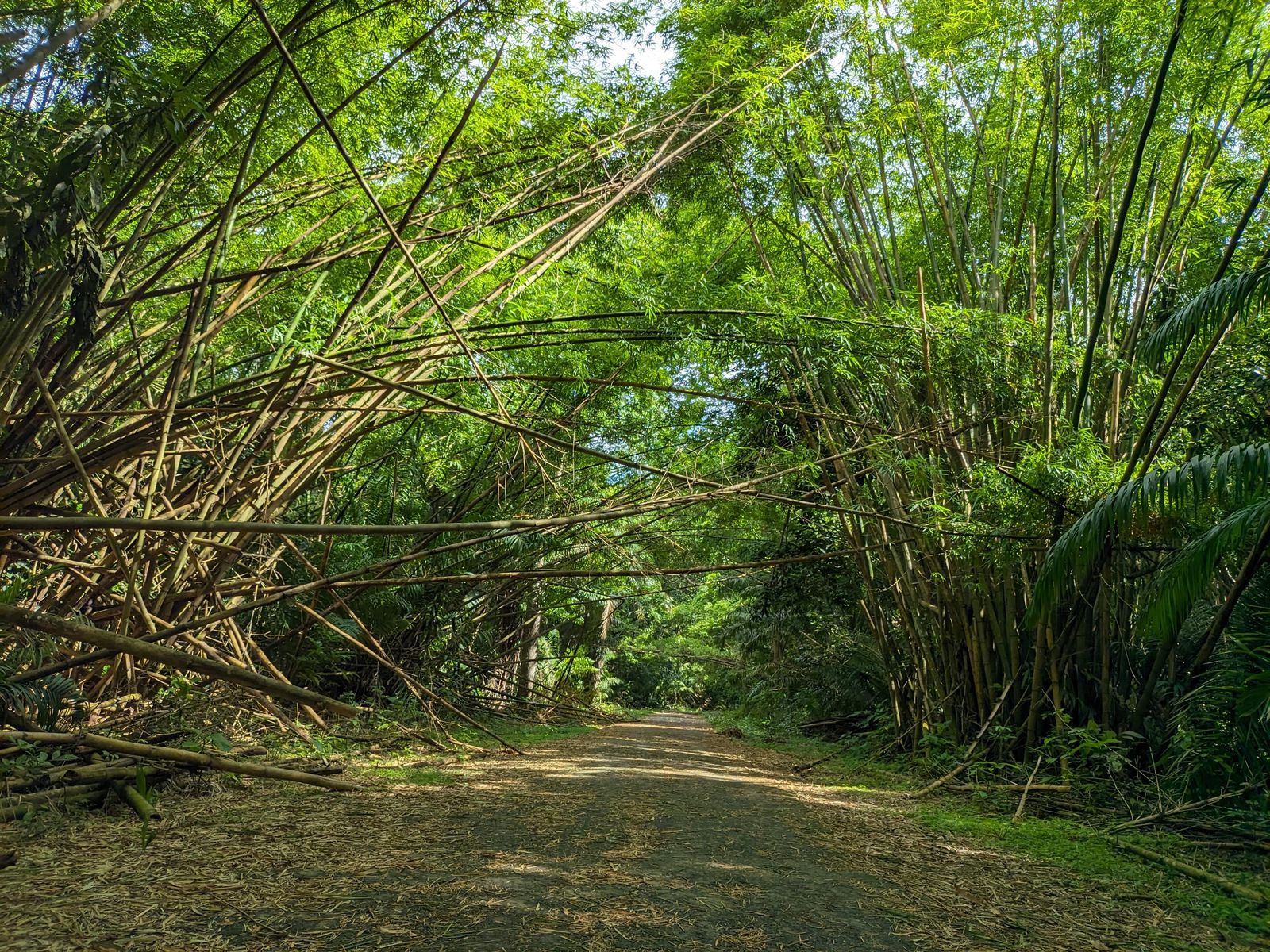 Tall bamboo canes arching over a dirt path to form a natural tunnel of green canopy