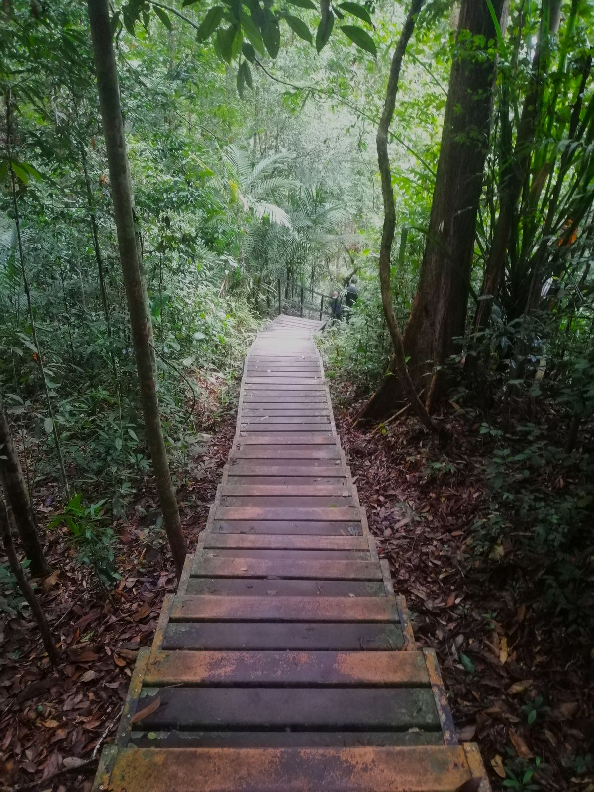 A hiker walking along a narrow rainforest trail surrounded by dense green vegetation