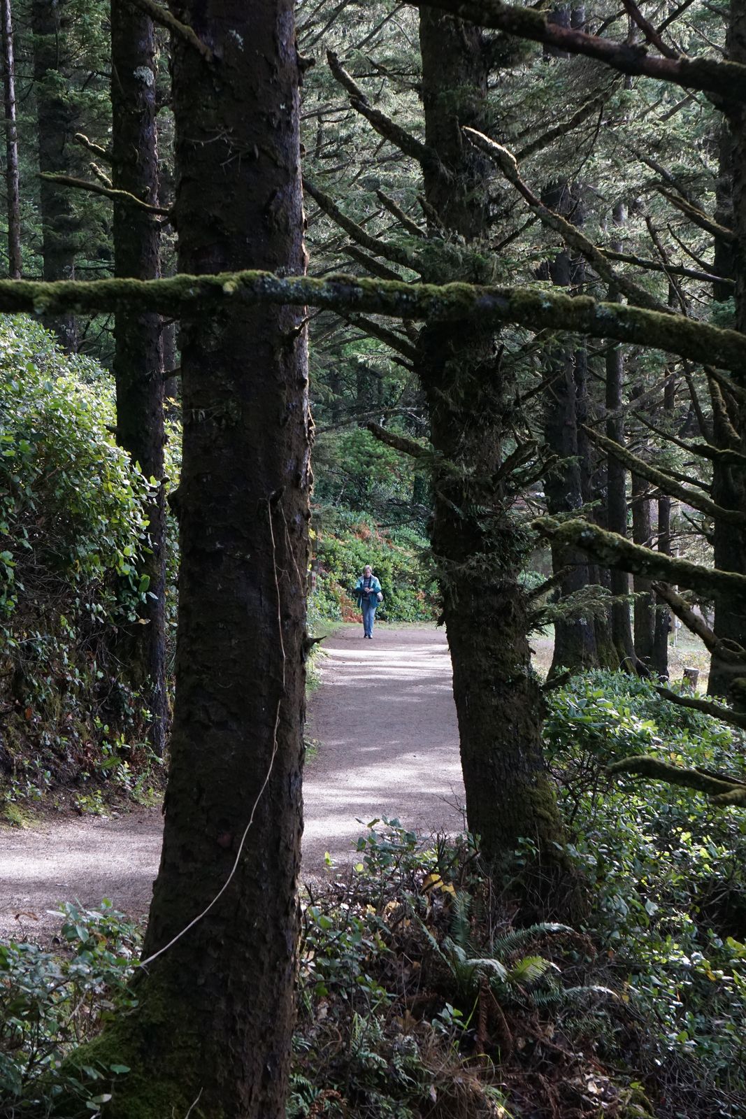 A trekker walking along a muddy, root-covered rainforest trail wearing sturdy closed hiking shoes