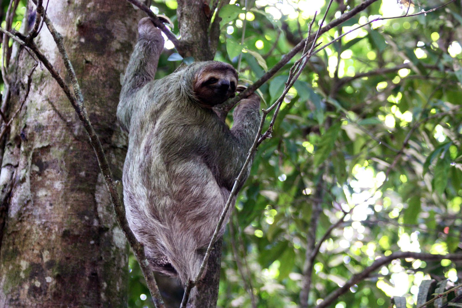 A three-toed sloth resting in a tree in Costa Rica