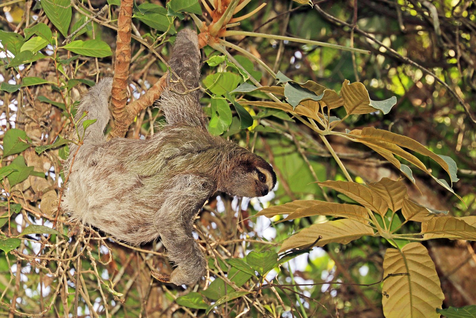 A sloth in jungle wildlife habitat, surrounded by dense rainforest foliage